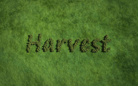 harvest text tree with grass background concept of typographyの写真素材