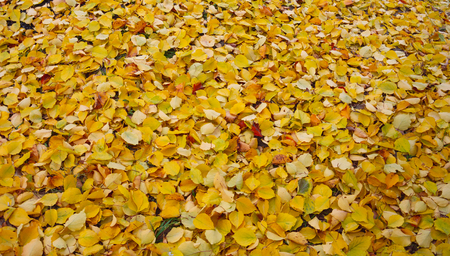 Yellow leaves. Park, forest. Autumn landscapeの写真素材