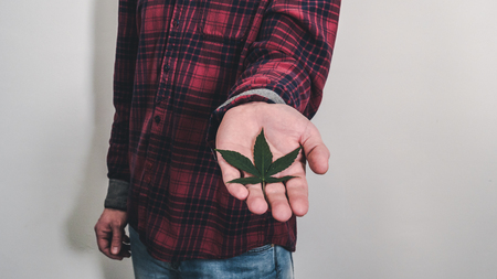 Person holding medical marijuana leaf in hands. Cannabis leaves. Herbal medicineの写真素材