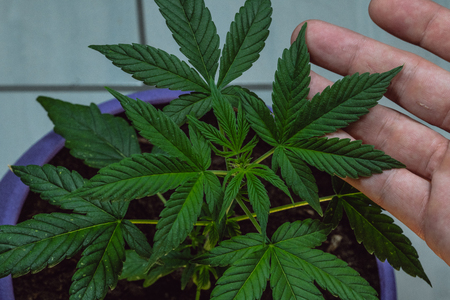 Leaves of medical marijuana plant in man hands. Medical Cannabis growind indoorの写真素材