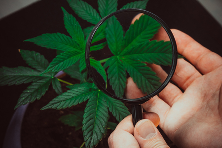 Person looks at medical marijuana plant with magnifier. Cannabis plant growing indoor.の写真素材