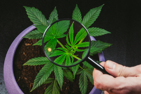 Person looks at medical marijuana plant with magnifier. Cannabis plant growing indoor.の写真素材