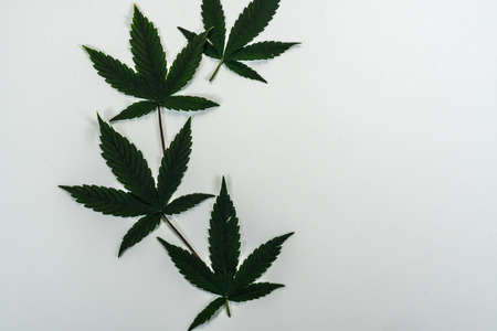 Medical marijuana leaves are isolated on white background. Cannabis. Legalization all over the wordの写真素材