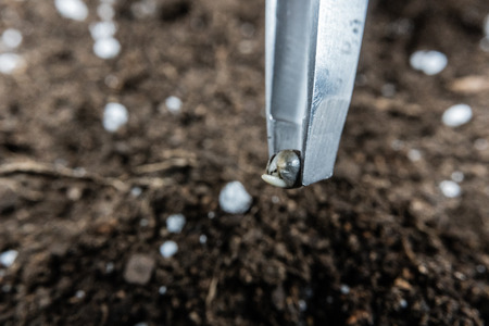 Planting a seed of medical marijuana. Hold the seed with tweezers. Cannabis growing indoor