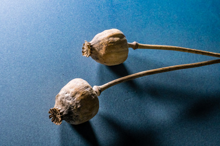 Dried poppy head on dark blue background. Opium plantsの写真素材