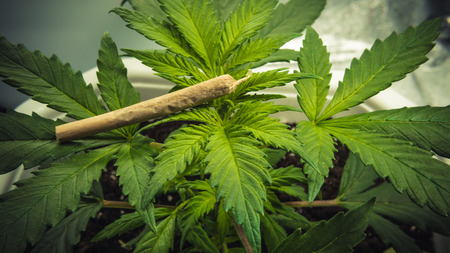 Medical marijuana plant growing indoor. Cannabis joint with marijuana plant. Legalization all over the worldの写真素材