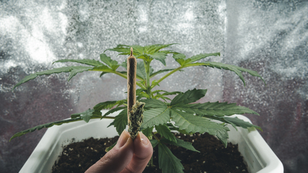 Medical marijuana plant growing indoor. Cannabis joint in female hand with marijuana plant. Legalization all over the worldの写真素材