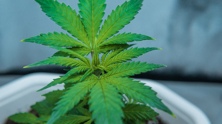 Medical marijuana grows in grow box. Cannabis growing indoor. Legalization all over the world.
