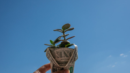 Save money with piggy bank. Concept for growing your business and plant. Sprout growing in money