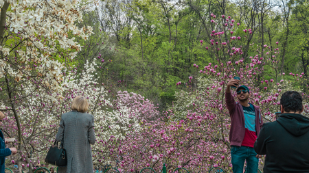 04.23.2019 - Kyiv, Ukraine. Botanical Garden in the center of the capital of Ukraine. The tourists walk in the park and take pictures of flowering trees.のeditorial素材