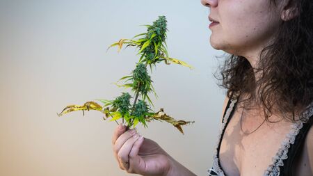 The young person hold in his hand madical marijuana buds, close-up. Fresh cannabis buds, harvest. Cannabis is a concept of herbal medicine.の写真素材