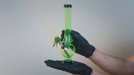 The person hold in his hand bong with fresh medical marijuana buds. Concept of smoking cannabis....