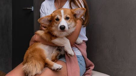 The young woman is sitting in the flat with little dog on her hand. Cute corgi Pembroke puppy on its owners hands, close-up.の写真素材