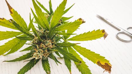 Close-up of fresh harvest of hemp plants. Harvest of marijuana plant growing indoors. Concept of growing cannabis plant for producing herbal alternative medicine and cbd oil.の写真素材