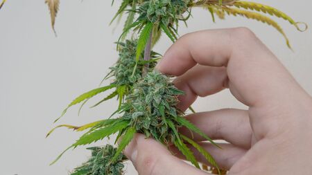 Close-up of persons hands holding fresh harvest of hemp plants. Harvest of marijuana plant growing...