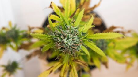 Close-up of fresh harvest of hemp plants. Harvest of marijuana plant growing indoors, top view....