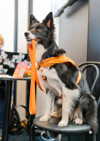 Kyiv, Ukraine - September 21, 2019: Festival Â«ZOOBonus festÂ», cute pets with them owners have a rest outdoorsのeditorial素材