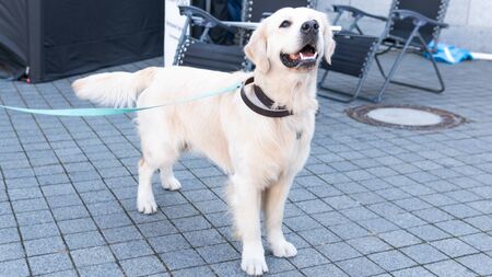 Kyiv, Ukraine - September 21, 2019: Festival Â«ZOOBonus festÂ», cute pets with them owners have a rest outdoorsのeditorial素材