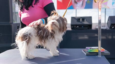 Kyiv, Ukraine - September 21, 2019: Festival Â«ZOOBonus festÂ», cute pets with them owners have a rest outdoorsのeditorial素材