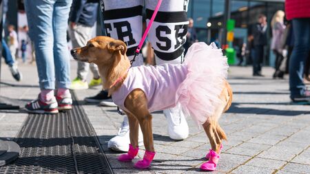 Kyiv, Ukraine - September 21, 2019: Festival Â«ZOOBonus festÂ», cute pets with them owners have...