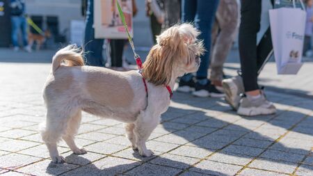 Kyiv, Ukraine - September 21, 2019: Festival Â«ZOOBonus festÂ», cute pets with them owners have...