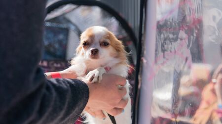 Kyiv, Ukraine - September 21, 2019: Festival Â«ZOOBonus festÂ», cute pets with them owners have...