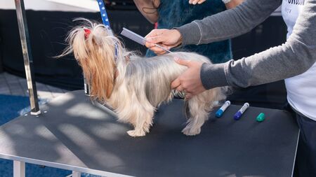 Kyiv, Ukraine - September 21, 2019: Festival Â«ZOOBonus festÂ», cute pets with them owners have a rest outdoorsのeditorial素材
