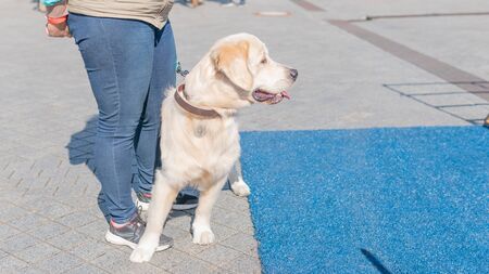 Kyiv, Ukraine - September 21, 2019: Festival Â«ZOOBonus festÂ», cute pets with them owners have...