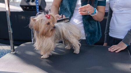 Kyiv, Ukraine - September 21, 2019: Festival Â«ZOOBonus festÂ», cute pets with them owners have a rest outdoorsのeditorial素材