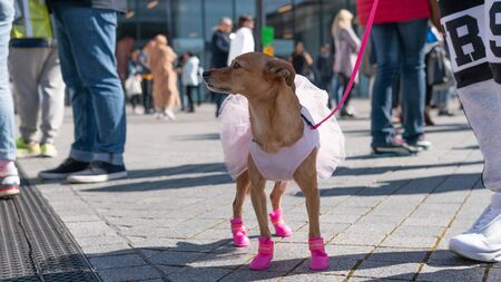 Kyiv, Ukraine - September 21, 2019: Festival Â«ZOOBonus festÂ», cute pets with them owners have a rest outdoorsのeditorial素材