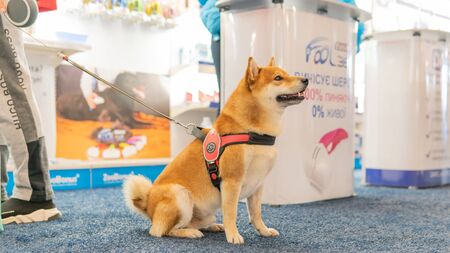 Kyiv, Ukraine - September 21, 2019: Festival Â«ZOOBonus festÂ», cute pets with them owners have a rest outdoorsのeditorial素材