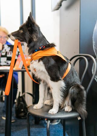 Kyiv, Ukraine - September 21, 2019: Festival Â«ZOOBonus festÂ», cute pets with them owners have a rest outdoorsのeditorial素材