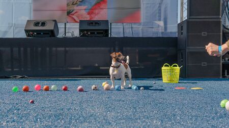 Kyiv, Ukraine - September 21, 2019: Festival Â«ZOOBonus festÂ», cute pets with them owners have...