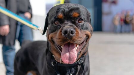 Kyiv, Ukraine - September 21, 2019: Festival Â«ZOOBonus festÂ», cute pets with them owners have a rest outdoorsのeditorial素材