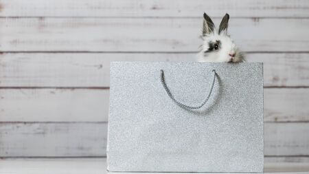 Close-up of cute white bunny is sitting in silver paper bag. Concept of gift and present, Easter and Christmas Hollidayの写真素材