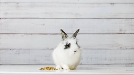 Close-up of cute white bunny is eating dry rodent food mix on wooden background. Balanced feed with cereals, seeds, peas, dried vegetables. Concept of balanced food for rodentsの写真素材