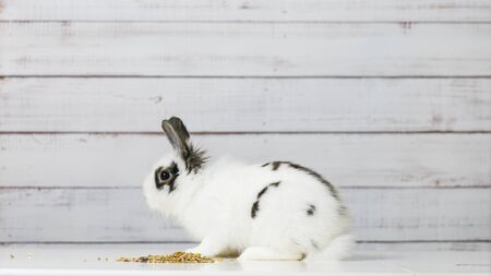 Close-up of cute white bunny is eating dry rodent food mix on wooden background. Balanced feed with cereals, seeds, peas, dried vegetables. Concept of balanced food for rodentsの写真素材
