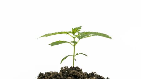 Close-up of young medical marijuana plant growing in the soil, isolated on white background. Cannabis sprout. Hemp is a concept of herbal and alternative medicine.の写真素材