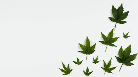 Medical marijuana leaves on white background, flat lay. Concept of health care, herbal and alternative medicine. Top view, copy spaceの写真素材