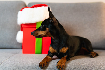 Black and tun miniature pinscher on the sofa, Present and gift box wrapped green paper around pet. Concept of New Year and Christmas holidaysの写真素材