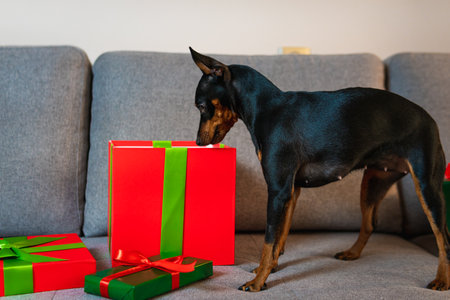 Black and tun miniature pinscher on the sofa, Present and gift box wrapped green paper around pet. Concept of New Year and Christmas holidaysの写真素材