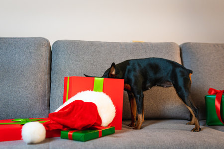 Black and tun miniature pinscher on the sofa, Present and gift box wrapped green paper around pet. Concept of New Year and Christmas holidaysの写真素材
