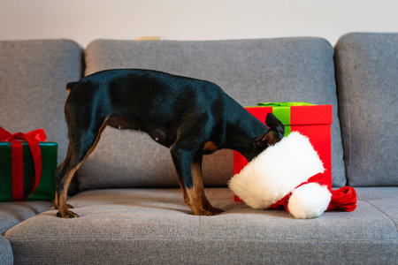 Black and tun miniature pinscher on the sofa, Present and gift box wrapped green paper around pet. Concept of New Year and Christmas holidaysの写真素材