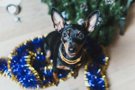 Funny dog miniature pinscher made a mess in the room and play with Christmas tree. Puppy at home alone. Lonely pets conceptの写真素材