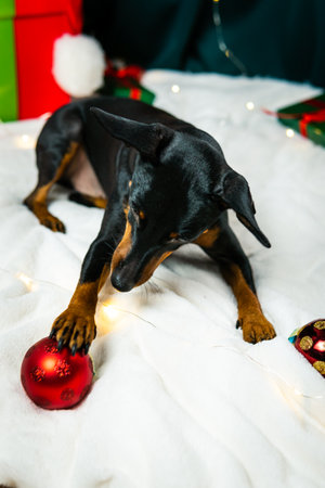 Portrait of funny dog miniature pinscher playing with Christmas ball around gift boxes. Concept of New Year moodの写真素材