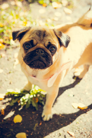 Portrait of cute pug puppy, outdoors. Healthy and active petの写真素材