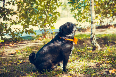 Portrait of cute pug puppy, outdoors. Healthy and active petの写真素材