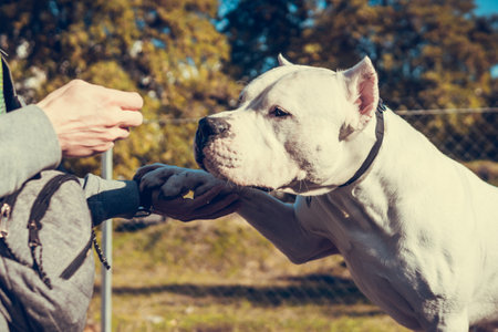 Beautiful white Staff terrier playin at the dog training ground. Dangerous dog breed. Healthy and active petの写真素材