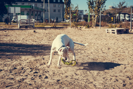 Beautiful white Staff terrier playin at the dog training ground. Dangerous dog breed. Healthy and active petの写真素材