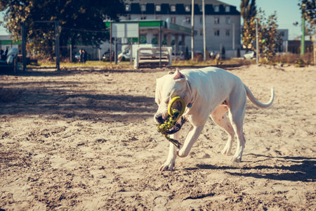 Beautiful white Staff terrier playin at the dog training ground. Dangerous dog breed. Healthy and active petの写真素材